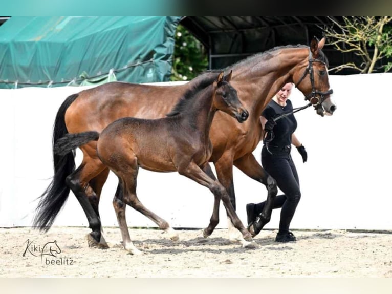 Hannoveraan Merrie Veulen (04/2025) 172 cm Donkerbruin in K&#xF6;nigslutter am Elm
