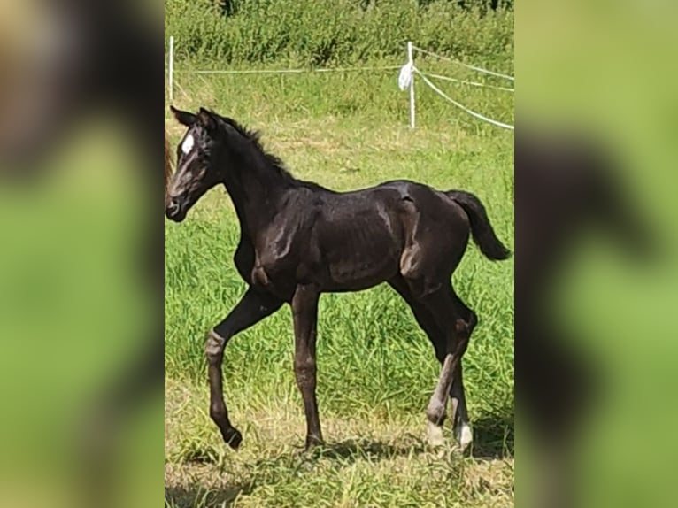 Hannoveraan Merrie Veulen (06/2026) 172 cm Zwart in Vienenburg