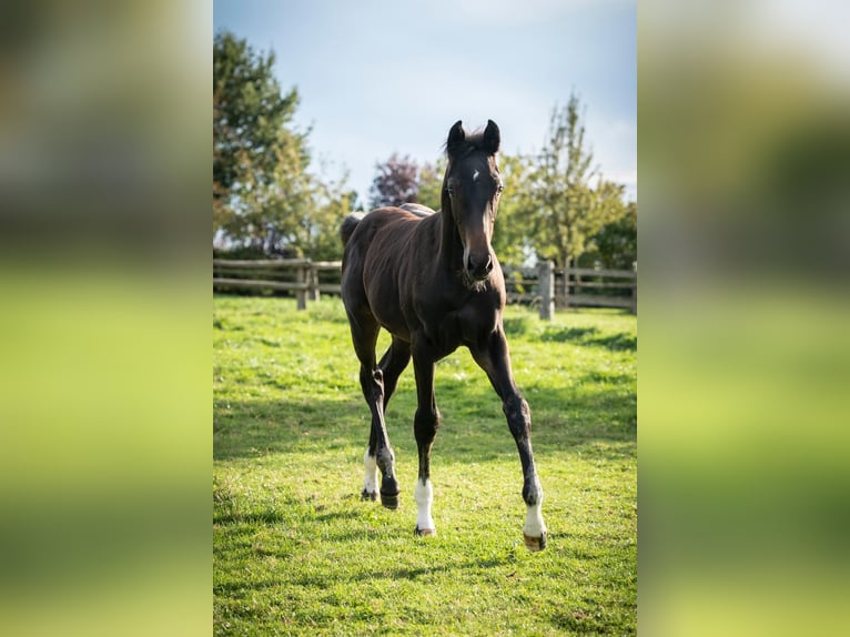 Hannoveraan Merrie Veulen (06/2026) 172 cm Zwart in Melle