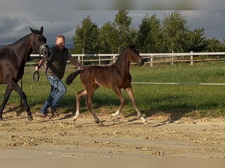 Hannoveraan Merrie Veulen (06/2026) 172 cm Zwart in Melle