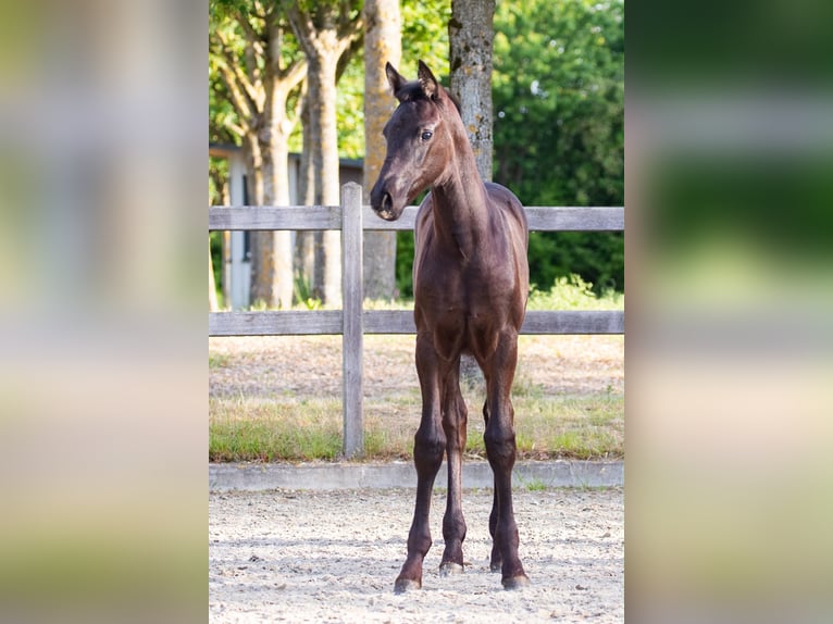 Hannoveraan Merrie Veulen (03/2026) 172 cm Zwart in Otterndorf