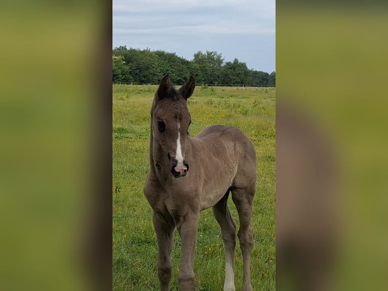 Hannoveraan Merrie  172 cm Zwart in Spahnharrenst&#xE4;tte