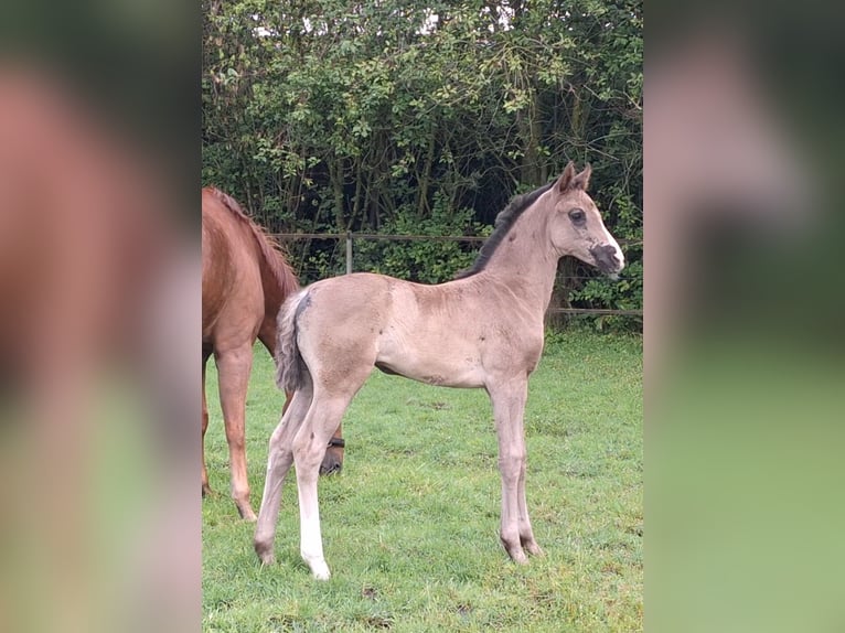 Hannoveraan Merrie  172 cm Zwart in Spahnharrenst&#xE4;tte