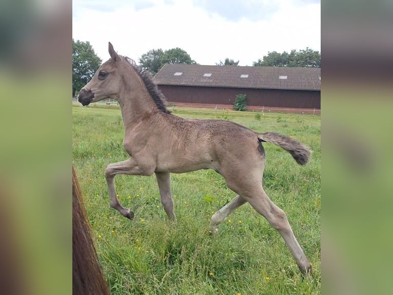 Hannoveraan Merrie  172 cm Zwart in Spahnharrenst&#xE4;tte