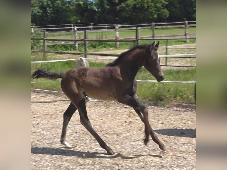 Hannoveraan Merrie veulen (03/2024) 172 cm Zwartbruin in Ratekau