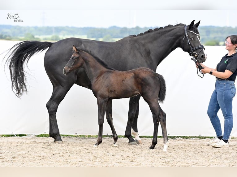 Hannoveraan Merrie veulen (04/2024) 172 cm Zwartbruin in Königslutter am Elm