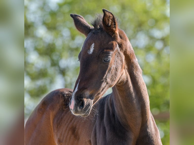 Hannoveraan Merrie veulen (04/2024) 172 cm Zwartbruin in Königslutter am Elm