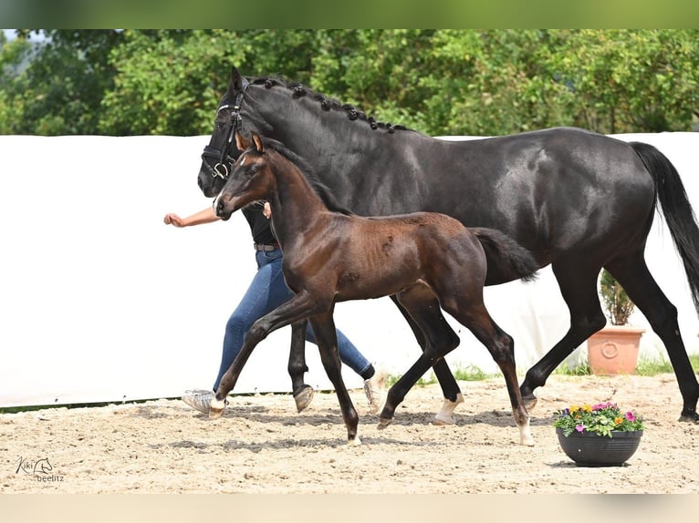 Hannoveraan Merrie veulen (04/2024) 172 cm Zwartbruin in Königslutter am Elm