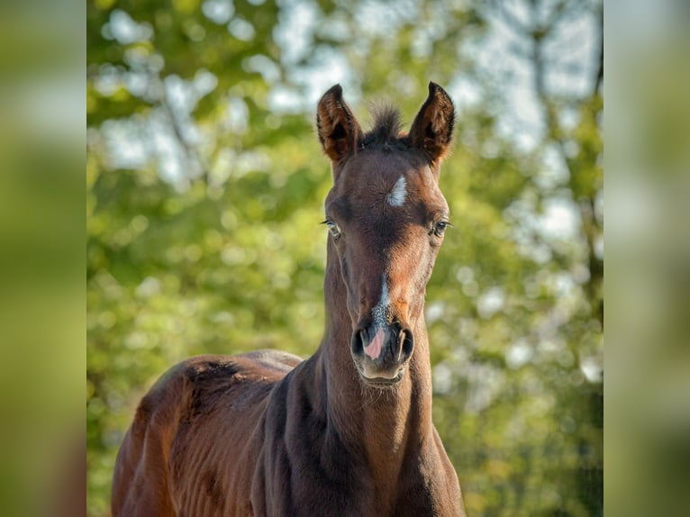 Hannoveraan Merrie veulen (04/2024) 172 cm Zwartbruin in Königslutter am Elm