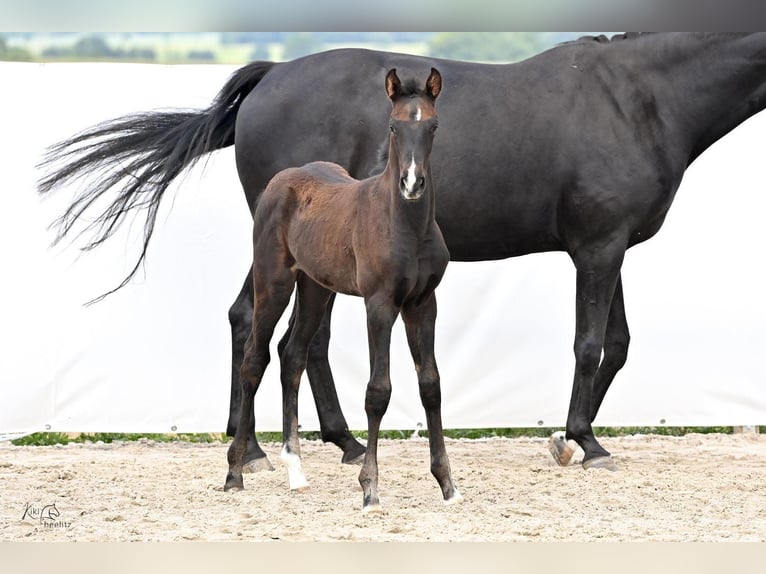 Hannoveraan Merrie veulen (04/2024) 172 cm Zwartbruin in Königslutter am Elm