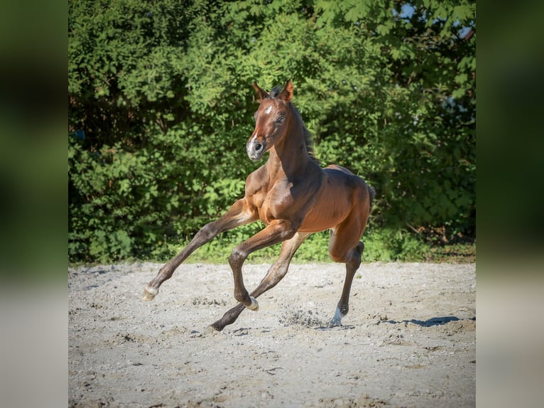 Hannoveraan Merrie veulen (04/2024) 172 cm Zwartbruin in Königslutter am Elm