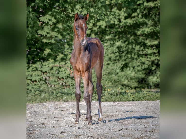 Hannoveraan Merrie veulen (04/2024) 172 cm Zwartbruin in Königslutter am Elm