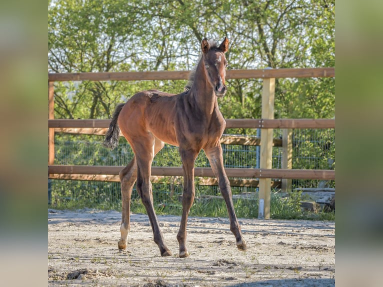 Hannoveraan Merrie veulen (04/2024) 172 cm Zwartbruin in Königslutter am Elm