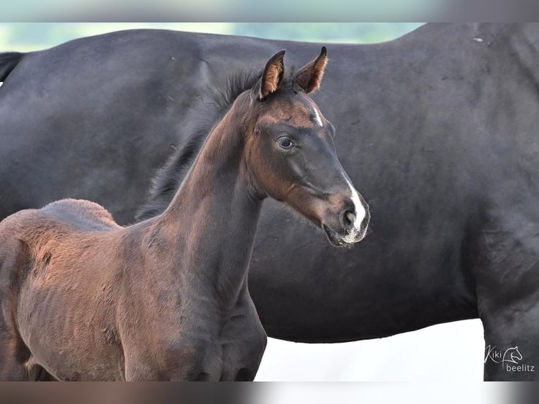 Hannoveraan Merrie veulen (04/2024) 172 cm Zwartbruin in Königslutter am Elm