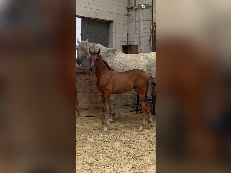 Hannoveraan Merrie Veulen (06/2026) 173 cm Donkere-vos in Kaufungen