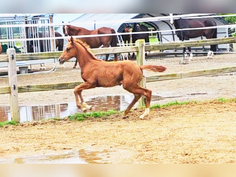 Hannoveraan Merrie veulen (04/2024) 173 cm Donkere-vos in Langenau