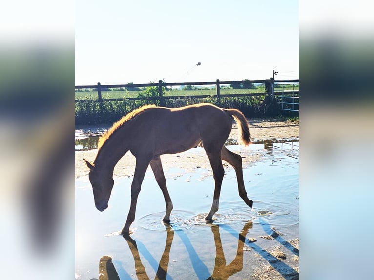 Hannoveraan Merrie veulen (04/2024) 173 cm Donkere-vos in Langenau