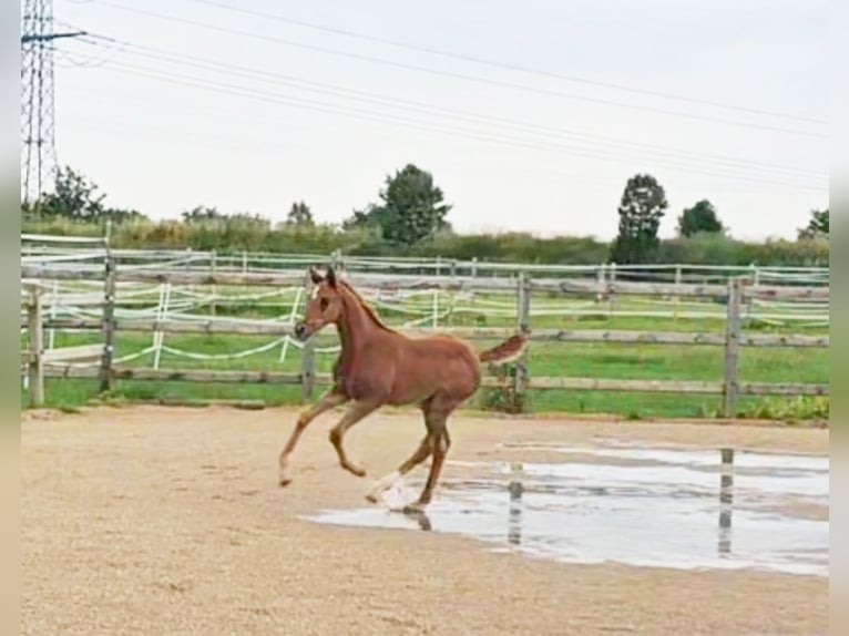 Hannoveraan Merrie veulen (04/2024) 173 cm Donkere-vos in Langenau