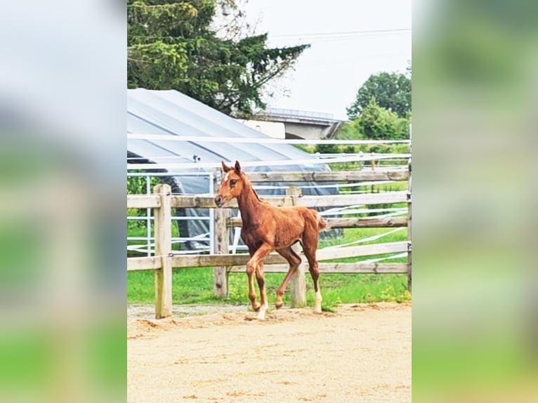 Hannoveraan Merrie veulen (04/2024) 173 cm Donkere-vos in Langenau