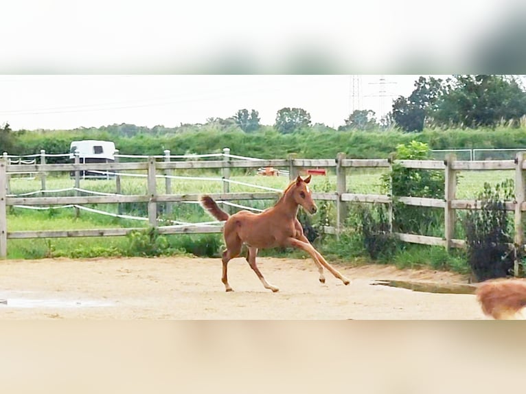 Hannoveraan Merrie veulen (04/2024) 173 cm Donkere-vos in Langenau