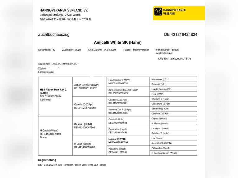 Hannoveraan Merrie veulen (04/2024) 173 cm Schimmel in Stadthagen