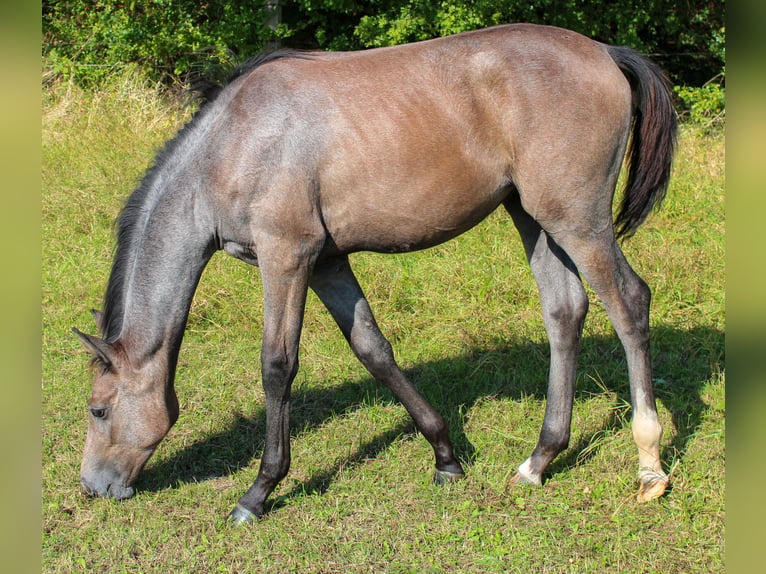 Hannoveraan Merrie veulen (04/2024) 173 cm Schimmel in Stadthagen