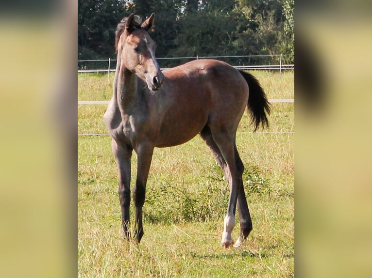 Hannoveraan Merrie veulen (04/2024) 173 cm Schimmel in Stadthagen