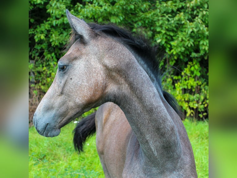 Hannoveraan Merrie veulen (04/2024) 173 cm Schimmel in Stadthagen