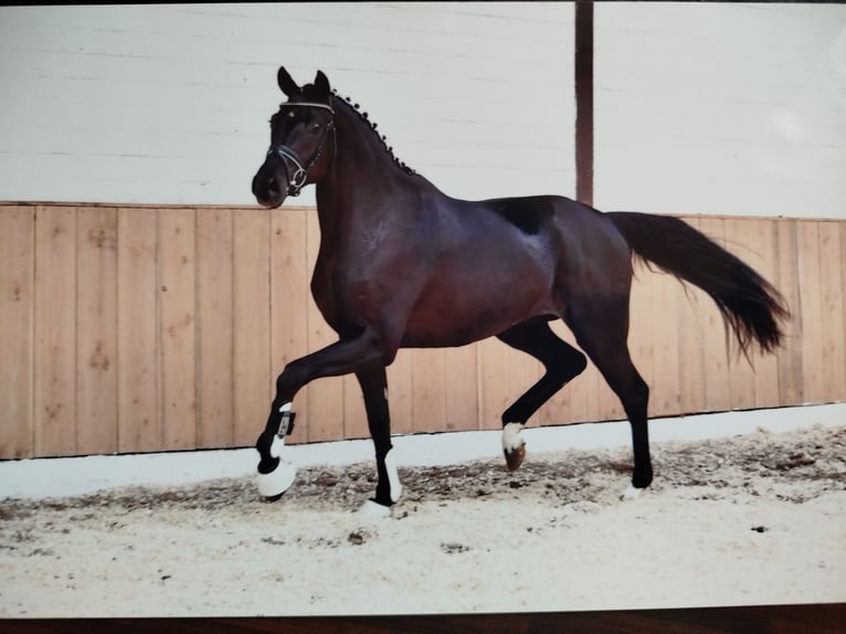 Hannoveraan Merrie Veulen (03/2026) 173 cm Zwart in Hinte