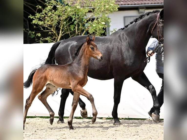 Hannoveraan Merrie veulen (04/2024) 174 cm Donkerbruin in Königslutter am Elm