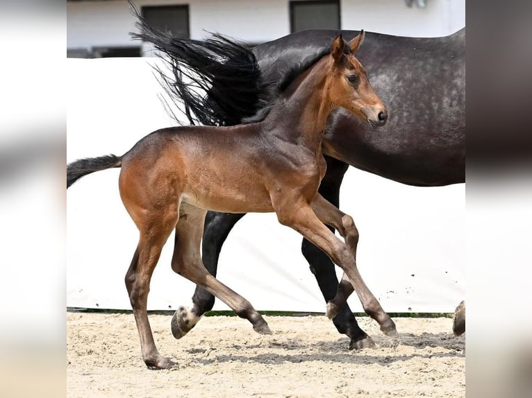 Hannoveraan Merrie veulen (04/2024) 174 cm Donkerbruin in Königslutter am Elm