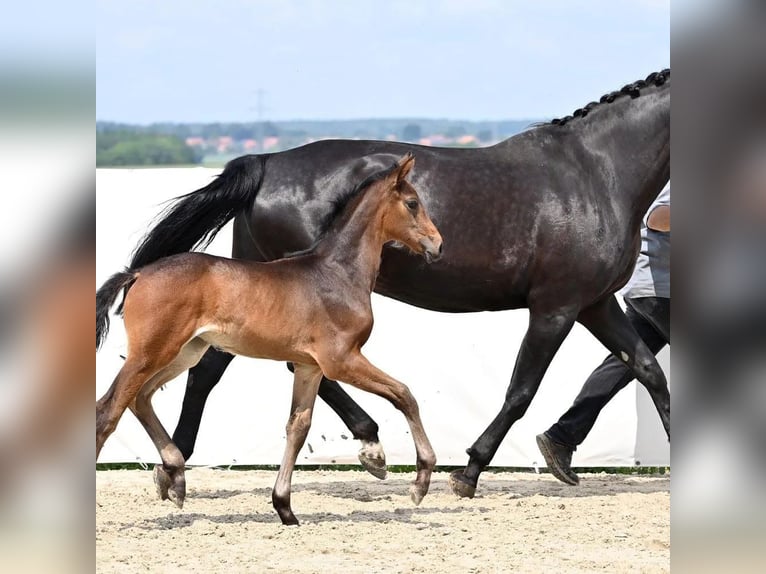 Hannoveraan Merrie veulen (04/2024) 174 cm Donkerbruin in Königslutter am Elm