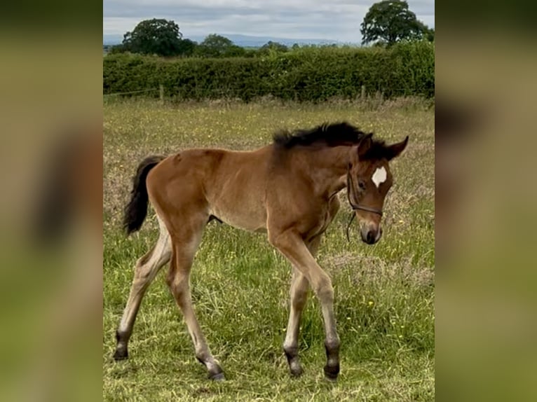 Hannoveraan Merrie  174 cm Roodbruin in Staffordshire