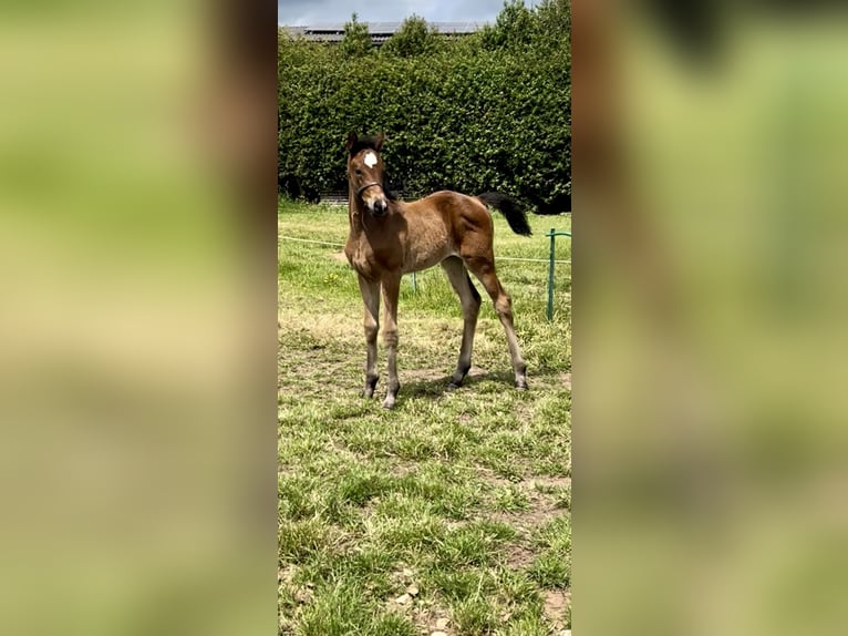 Hannoveraan Merrie  174 cm Roodbruin in Staffordshire