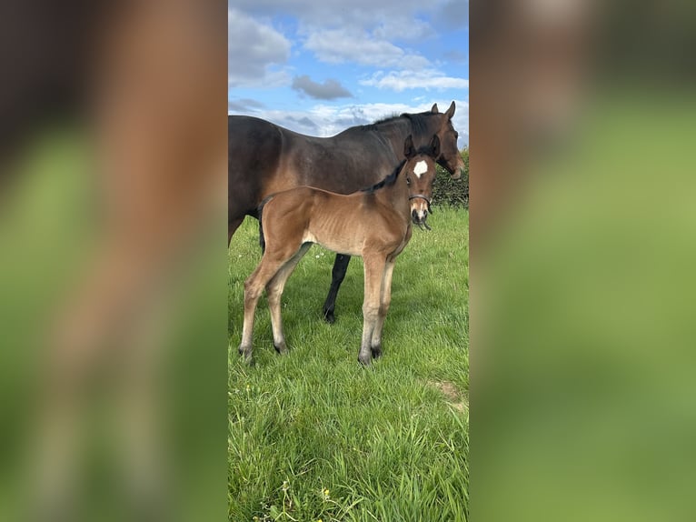 Hannoveraan Merrie  174 cm Roodbruin in Staffordshire