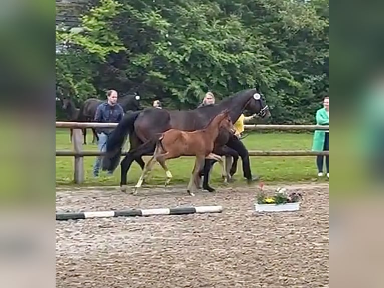 Hannoveraan Merrie veulen (05/2024) 175 cm Bruin in Esens