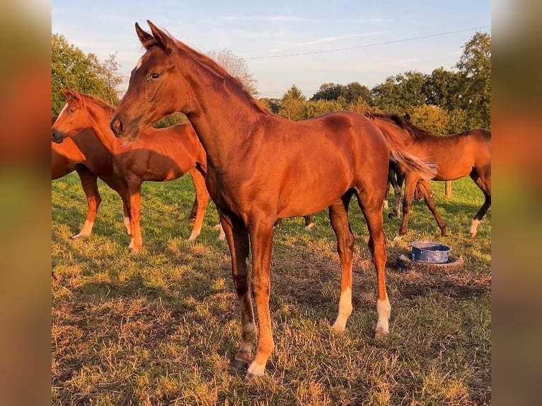 Hannoveraan Merrie veulen (05/2024) 175 cm Donkere-vos in Lilienthal