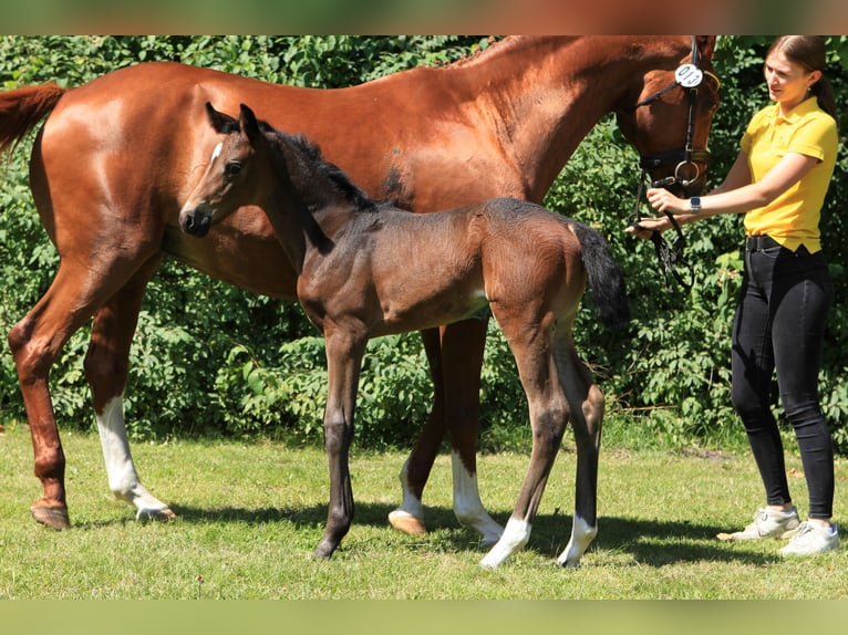 Hannoveraan Merrie veulen (06/2024) Bruin in Bismark (Altmark)