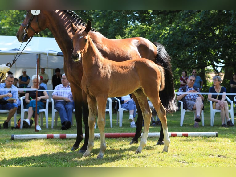 Hannoveraan Merrie veulen (04/2024) Bruin in Bohlsen