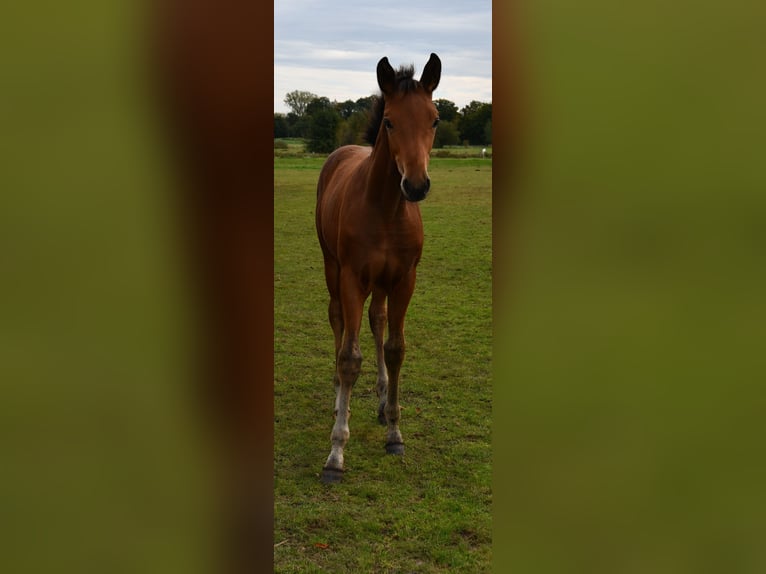 Hannoveraan Merrie veulen (06/2024) Bruin in Osnabrück