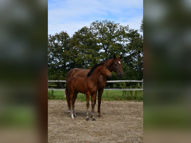 Hannoveraan Merrie veulen (06/2024) Bruin in Osnabrück