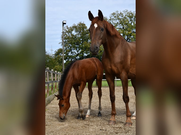 Hannoveraan Merrie veulen (06/2024) Bruin in Osnabrück