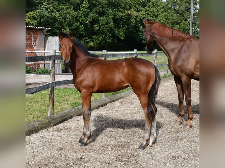 Hannoveraan Merrie veulen (06/2024) Bruin in Osnabrück