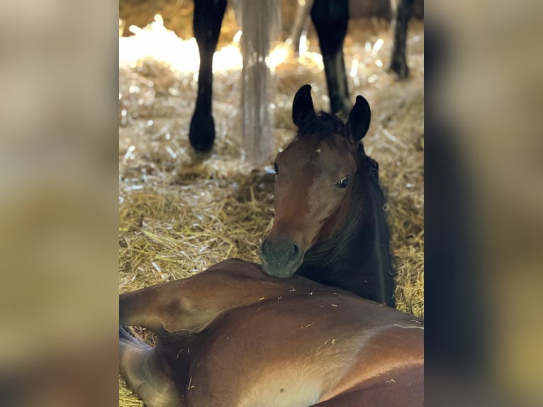 Hannoveraan Merrie veulen (03/2024) Bruin in Damme