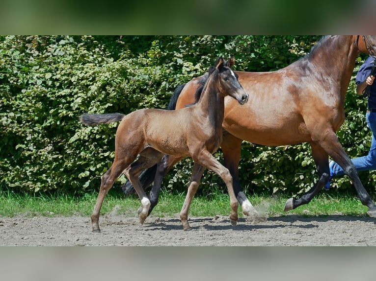 Hannoveraan Merrie veulen (04/2024) Bruin in Heinsberg