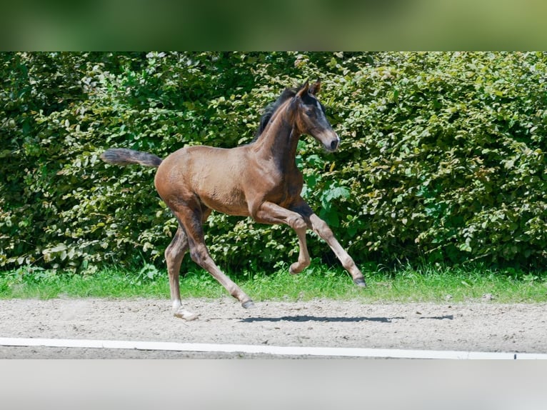 Hannoveraan Merrie veulen (04/2024) Bruin in Heinsberg