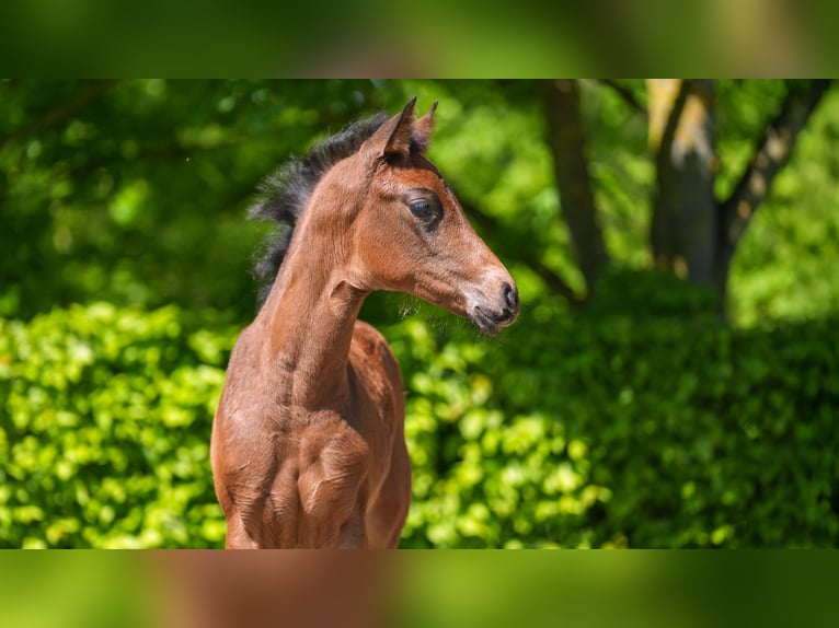 Hannoveraan Merrie  Bruin in M&#xF6;nchengladbach