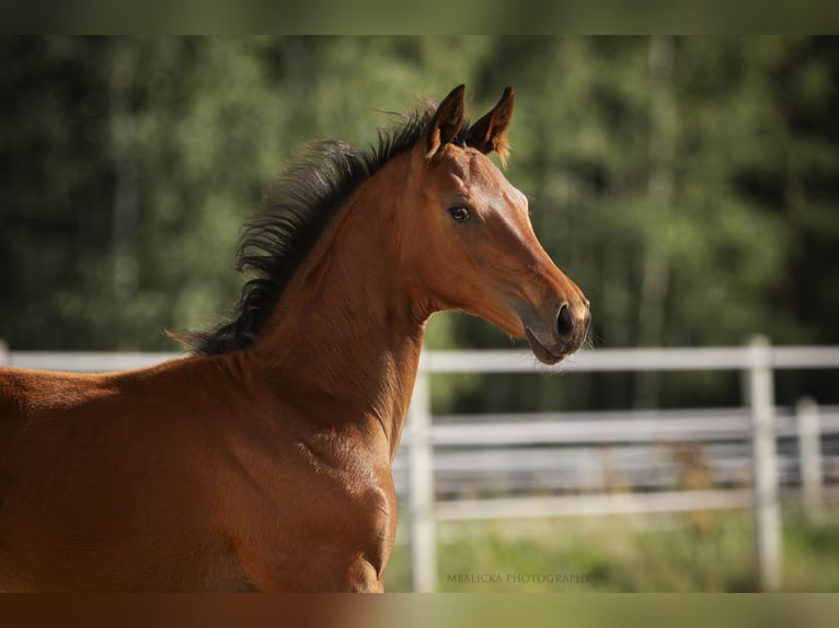 Hannoveraan Merrie Veulen (06/2025) Bruin in k&#x105;ty-wielgi