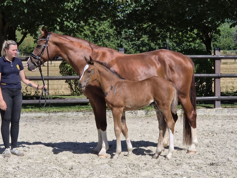 Hannoveraan Merrie Veulen (05/2026) Bruin in Kronberg im Taunus