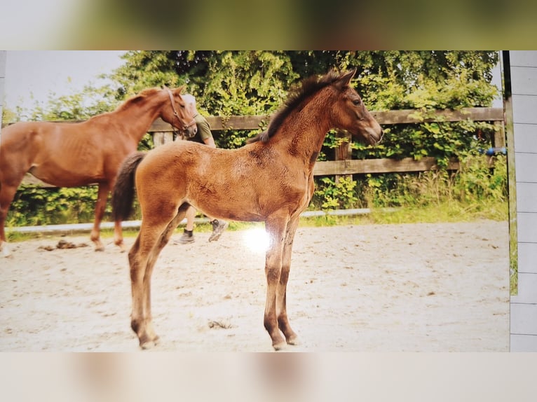 Hannoveraan Merrie Veulen (05/2025) Bruin in Neuenkirchen